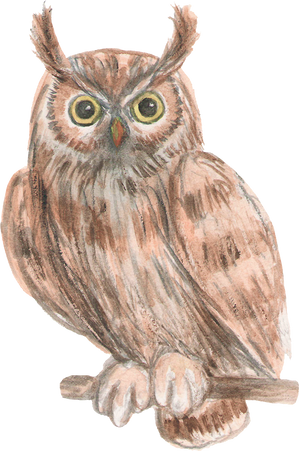 Watercolor owl, cute illustration.